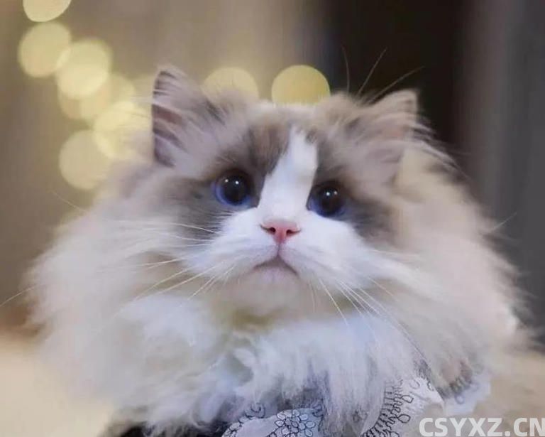 布偶猫价格上万却买到串串？这5个特征教你辨真假！