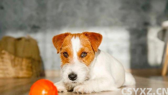 宠物是生活的良师益友，让我们在陪伴中学习成长，成为更***的人