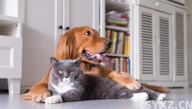 宠物是生活的良师益友，让我们在陪伴中学习成长，成为更***的人