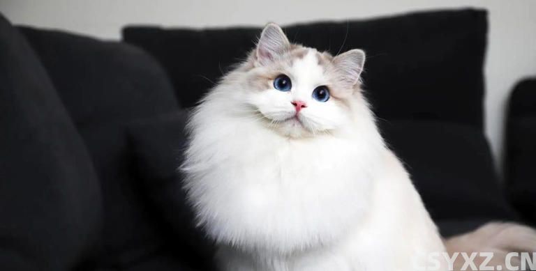 布偶猫价格上万却买到串串？这5个特征教你辨真假！