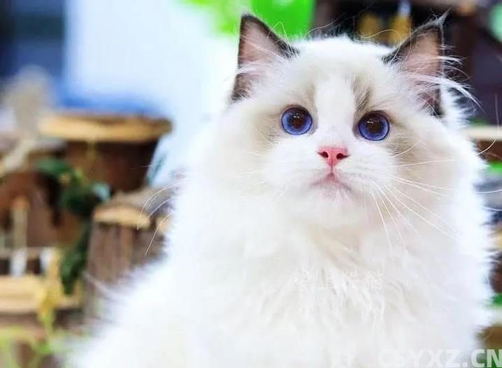 布偶猫价格上万却买到串串？这5个特征教你辨真假！