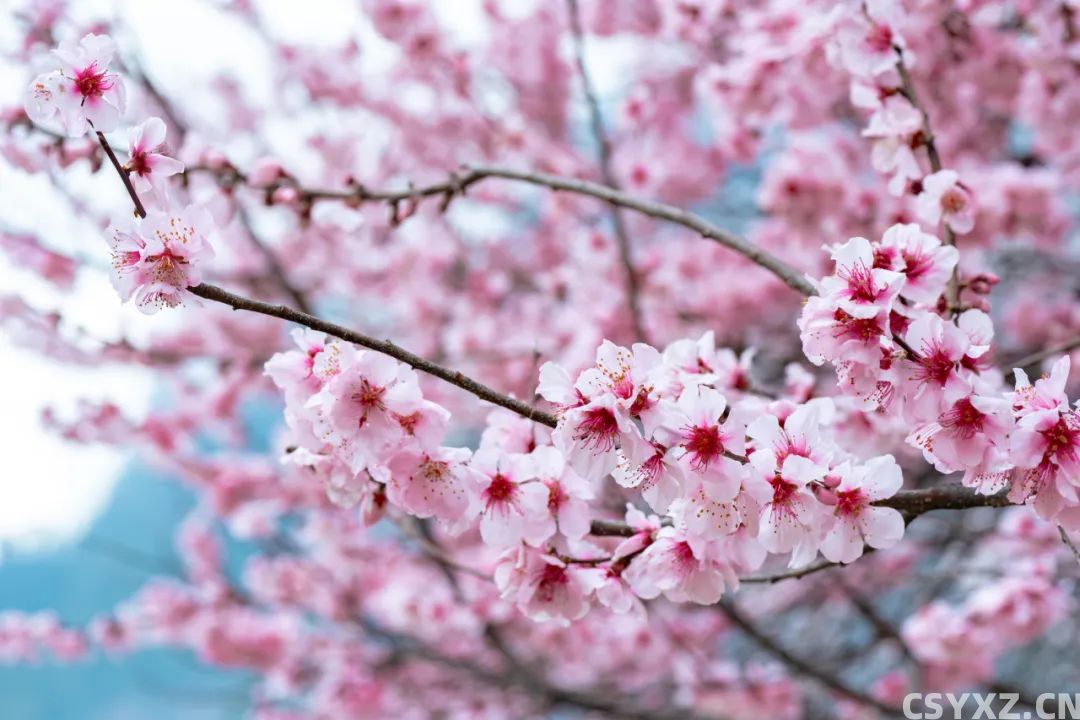 林芝&middot;粉&mdash;&mdash;世界屋脊的桃花源记
