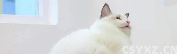 布偶猫价格上万却买到串串？这5个特征教你辨真假！