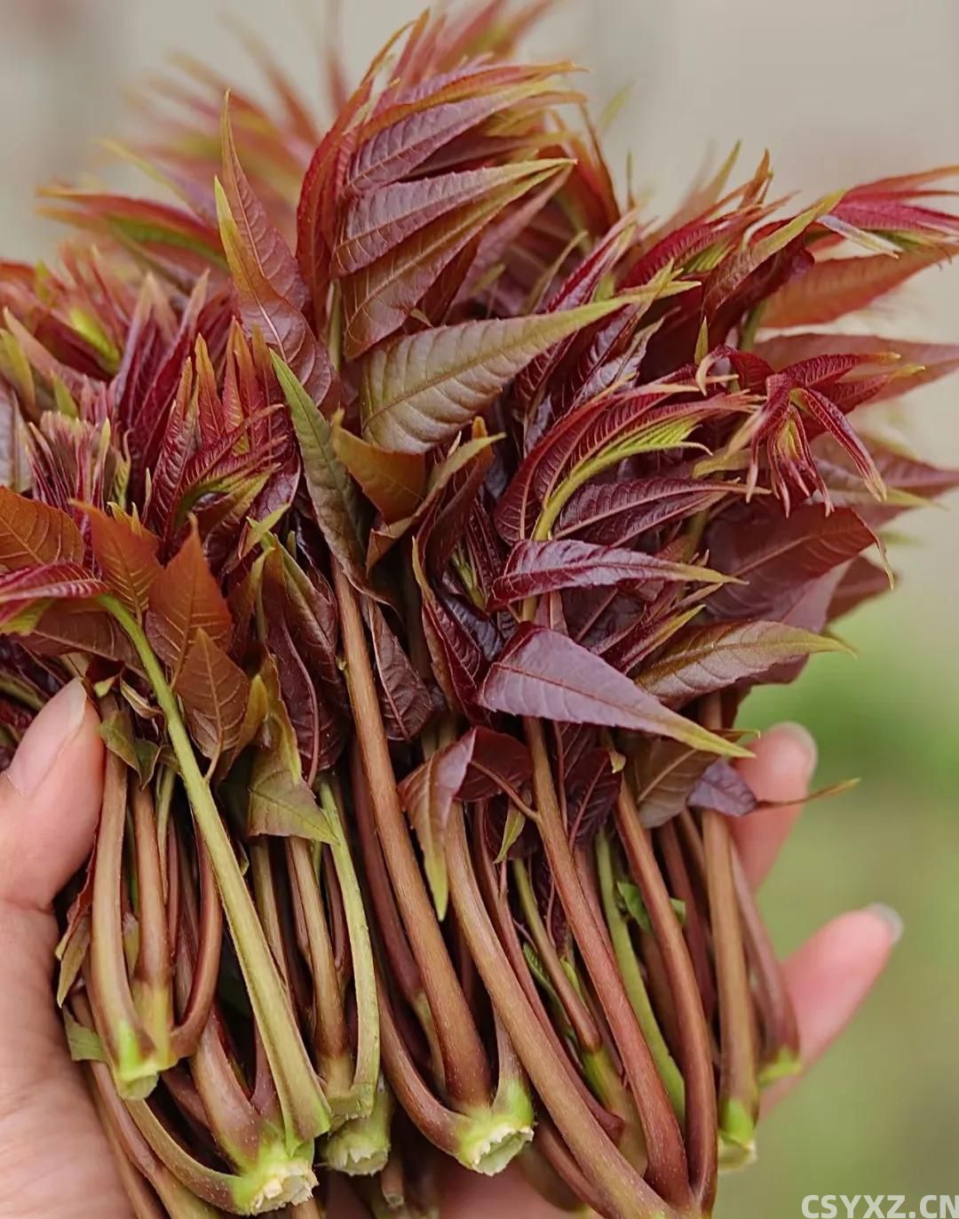 舌尖上的美味：中国人吃了三千年的十大野菜，你认识几种？
