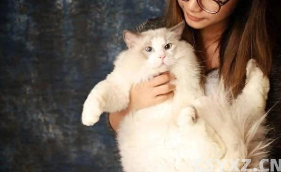 布偶猫颜值爆表黏人又聪明，养一只为何让人上瘾？