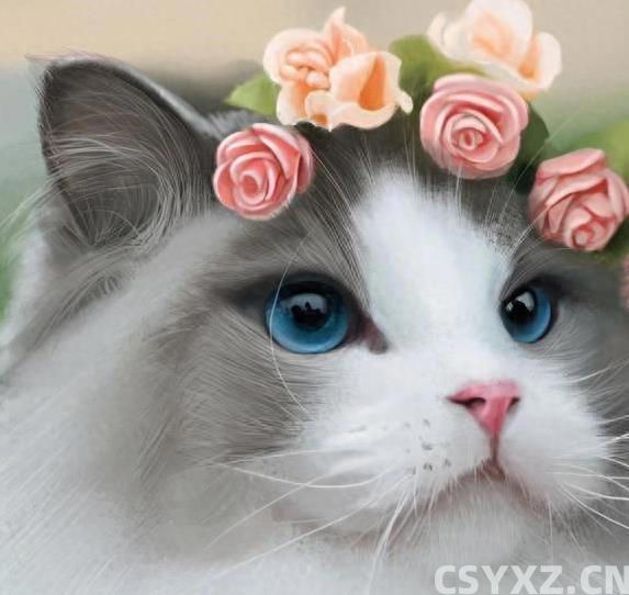 布偶猫颜值爆表黏人又聪明，养一只为何让人上瘾？