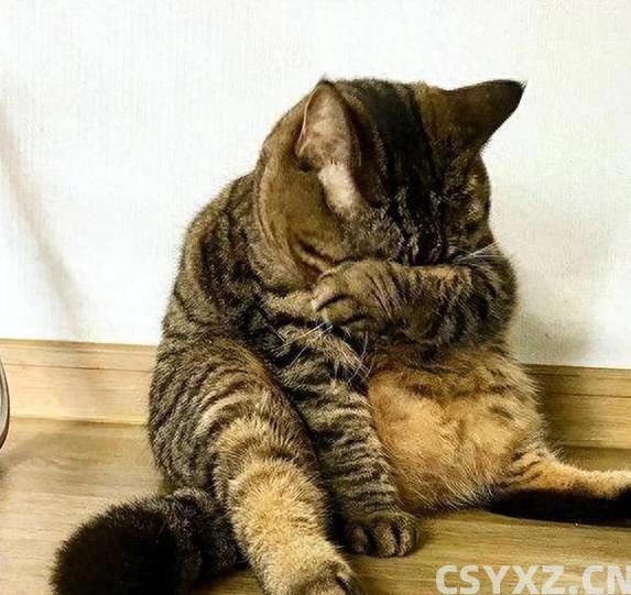 猫咪挨打从不还手？真相让人泪目，竟因为它太爱你