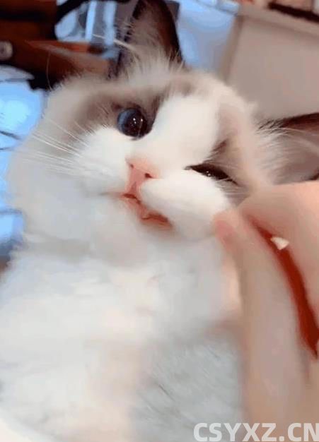 布偶猫颜值爆表黏人又聪明，养一只为何让人上瘾？