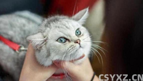 猫咪挨打从不还手？真相让人泪目，竟因为它太爱你