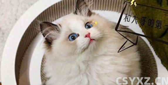布偶猫颜值爆表黏人又聪明，养一只为何让人上瘾？