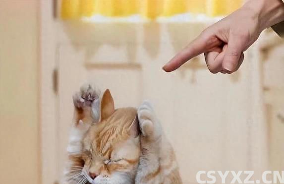 猫咪挨打从不还手？真相让人泪目，竟因为它太爱你