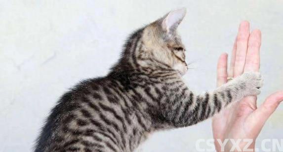 猫咪挨打从不还手？真相让人泪目，竟因为它太爱你