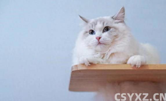 布偶猫颜值爆表黏人又聪明，养一只为何让人上瘾？