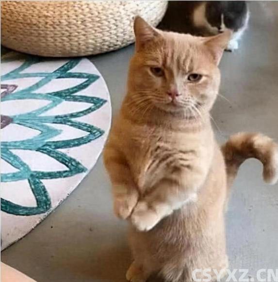 猫咪挨打从不还手？真相让人泪目，竟因为它太爱你