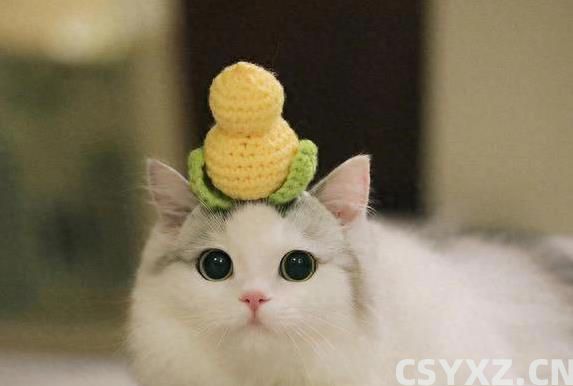 布偶猫颜值爆表黏人又聪明，养一只为何让人上瘾？