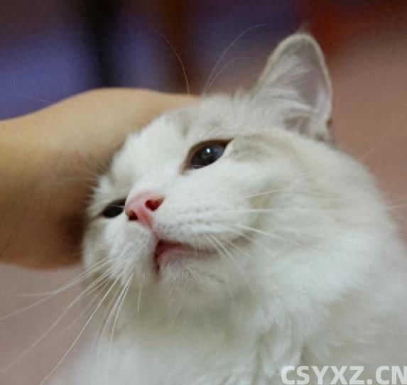 布偶猫颜值爆表黏人又聪明，养一只为何让人上瘾？