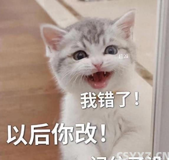 猫咪挨打从不还手？真相让人泪目，竟因为它太爱你