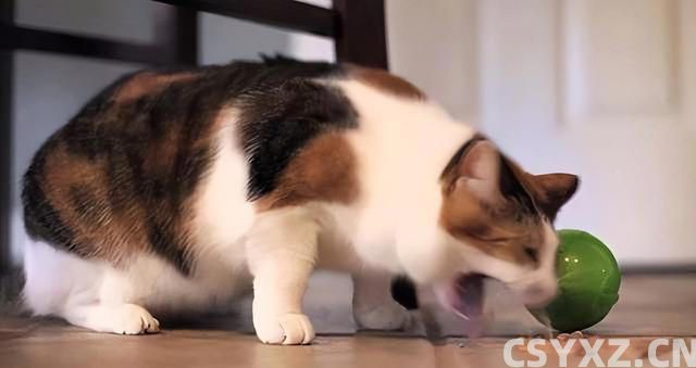 猫咪肠胃不好怎么调理？这几个方法，很多人都不知道