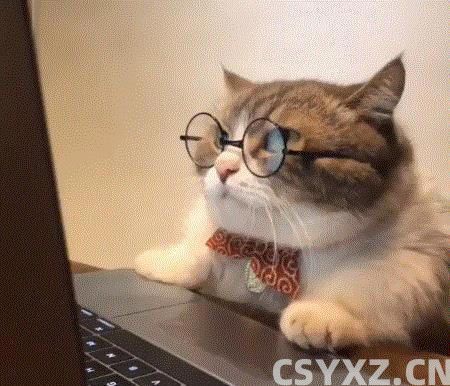 猫咪肠胃不好怎么调理？这几个方法，很多人都不知道