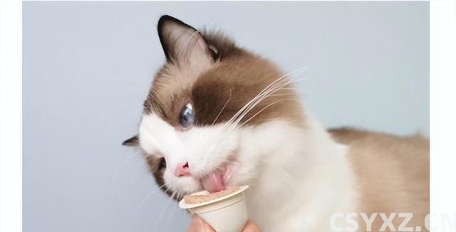 猫咪肠胃不好怎么调理？这几个方法，很多人都不知道