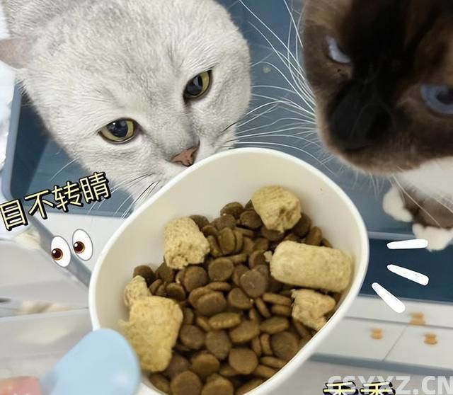 猫咪肠胃不好怎么调理？这几个方法，很多人都不知道