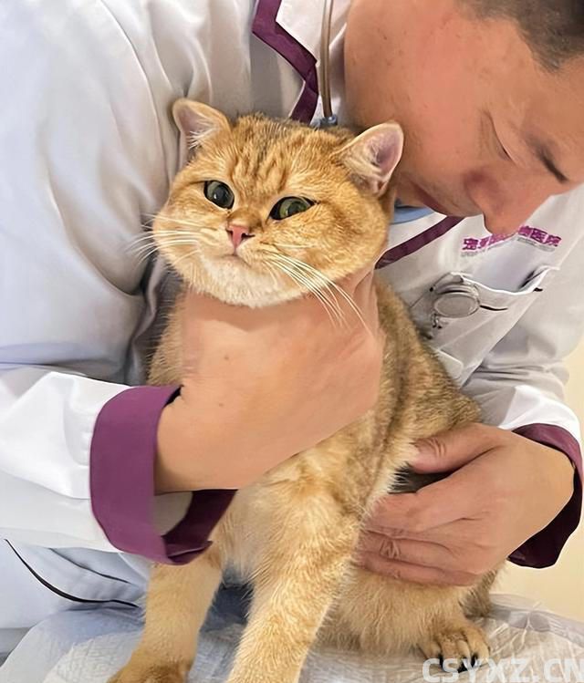 猫咪肠胃不好怎么调理？这几个方法，很多人都不知道