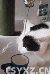 猫咪肠胃不好怎么调理？这几个方法，很多人都不知道