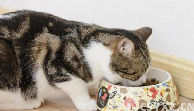 猫咪肠胃不好怎么调理？这几个方法，很多人都不知道