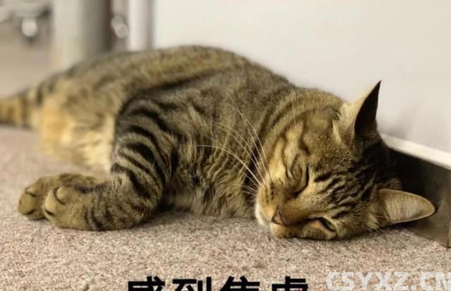 猫咪肠胃不好怎么调理？这几个方法，很多人都不知道